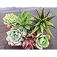 Tofoh assorted succulent plants set of 6 (BARE ROOTED), any 6 live succulent plants, plants for gifting, live plants combo