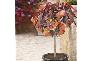YouGarden Patio Peach Tree 'Crimson' Bare Root Tree 80-100cm Tall - Ready to Plant Out Bare Root Plants for Gardens and Outdoors - Perfect in Pots and Containers Grown Your Own Fruit Trees