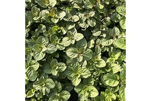 Perfect Plants - Orange Mint Plant in a 13cm Pot Garden Ready Herb Plant