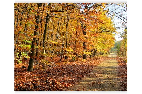 murando - Papier peint panoramique moderne 350x270 cm - Revêtement mural décoration salon - Design moderne - Rose rouge beige jaune - Des arbres forêt feuilles nature paysage plantes 100403-103