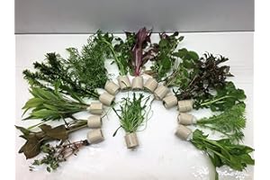 TUBIS-DE AQUA 5 Bund 30 Stängel Aquarienpflanzen Wasserpflanzen