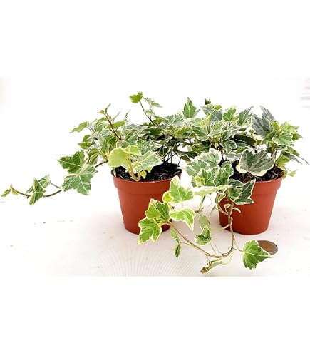 POWERS TO FLOWERS - VERONICA VARIEGATA TRICOLOR, 2 PIANTE Vaso12cm Piante Vere
