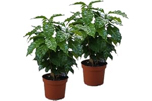 UNSERE-GAERTNEREI-MUELLER Echter Kaffee Pflanze, (Coffea arabica), Zimmer und Kübelpflanze, (2 Pflanzen)