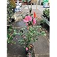 Cameliia (Pink) Flowering Live Plant For Shrub/Bush/Home & Gardening (Grafted, Pack Of 1)