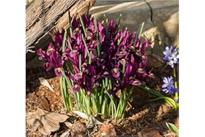 Oliwier's Bulbs 10x Iris Reticulata Pauline Bulbs Dwarf Miniature Purple Flowers Ideal For Rockeries Pots Borders Hardy Early Spring Garden Perennial