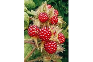 VIVAI VALTELLINA LAMPONE GIAPPONESE, UVA GIAPPONESE, RUBUS phoenicolasius vaso 1 litro