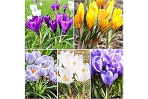 WOODLAND BULBS 30 x Crocus Bulbs - in The Green - Large Flowering Mixed Spring Crocus Bulbs - Crocus for Planting Now UK - Actively Growing Bulbs with Roots and Shoots - Instant Gardening Success (Free UK P&P)