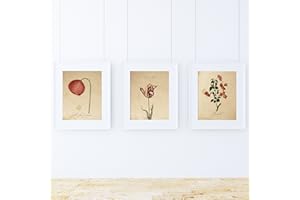 Nacnic 3 plakaty w stylu vintage. Czerwone kwiaty Zestaw plakatów z motywami botanicznymi w neutralnych odcieniach. Plakat roślinny. Natura, flora, ziołolecznictwo. A4 bez ramy.