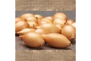 FLORTUS FREUDE AN VIELFALT FLORTUS BIO Wintersteckzwiebel Shakespeare | 250 g | Steckzwiebeln für den Anbau von frischen, goldenen und fleischigen Zwiebeln | Ideal für den Garten und das Hochbeet | Wintergemüse