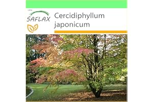 SAFLAX - Katsuratree - 200 Seeds - Cercidiphyllum japonicum
