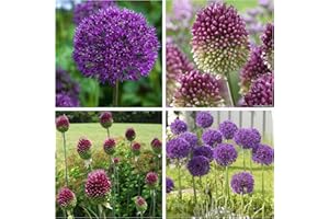 Humphreys Garden Allium Purple Sensation x 20 Bulbs + 10 Allium Drumstick