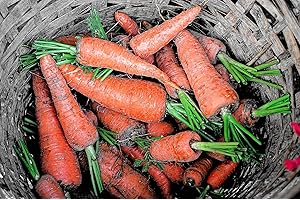 MES GRAINES POTAGÈRES Graines de carottes (Carotte Chantenay)