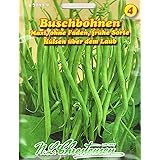 Buschbohne Maxi GS (Portion)