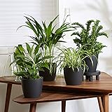 4er Set Luftreinigende Zimmerpflanzen | Vier Grünpflanzen mit Topf | Elho Übertopf | Höhe 25-30 cm | Topf-Ø 12 cm