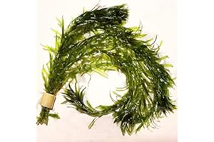 AquaLife UK 5x Elodea Densa From Outdoor Pond Oxygenating Aquarium Live Water Plant Weed Tank Tropical