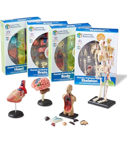 Buy NATIONAL GEOGRAPHIC Human Body Model For Kids That Glows In The Dark 32 Piece Interactive Anatomy Model With Bones Organs Muscles Stand Forceps Id Chart Anatomy And Physiology Study Tools