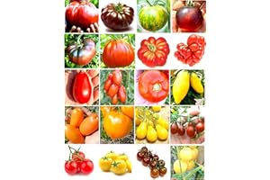 SEMI STRANI 200 SEMI POMODORO In 20 Varietà RARE E RICCHE Di SOSTANTE NUTRITIVE + PICCOLA GUIDA: POMODORO GIGANTE ITALIANO, NERO DI CRIMEA, GREEN ZEBRA, INDIGO ROSE, CHEROKEE PURPLE, YELLOW PEAR, CUORE BUE, etc