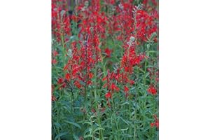 Blumixx Stauden Lobelia cardinalis - Kardinals-Lobelie, im 0,5 Liter Topf, leuchtend rot blühend