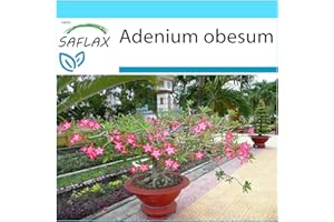 SAFLAX - Set regalo - Rosa del desierto - 8 semillas - Con caja regalo/envío, etiqueta para envío, tarjeta de felicitación y sustrato de cultivo y fertilizante - Adenium obesum