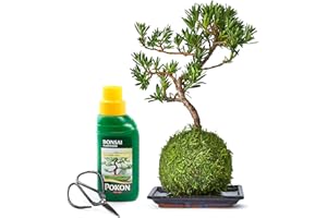 Tranquil Plants Home Decor Bonsai Tree Pine Kokedama House Plant With Fertilized Green Moss Ball For Bedroom -Office Desk Decor Indoor House Plants Gardening Gifts-10year (Plant, Tray, Scissor & Feed)