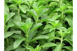 SVI (Sweet Leaf * Ambizu *) 100 Graines Stevia rebaudiana. Sweetleaf, Sweet Leaf, Graines sugarleaf