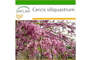 SAFLAX - Lover's Tree - 60 Seeds - with Soil - Cercis siliquastrum