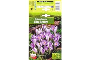 AGRONOM TESTED IN THE GARDEN AGRONOM | CROCHI - LILAC BEAUTY | Bulbi fiori perenni | Fiori Viola | Si coltivano in giardini fioriti, in vaso, piantati in prati fioriti | Confezione da 10 Bulbi fiori