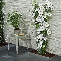 2x Clematis"Ninon" | Set Waldreben inkl. Klettergerüst | Kletterpflanze mit weißer Blüte | Höhe 55-65cm | Topf-Ø 15cm