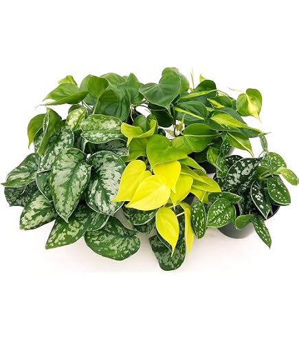 POWERS TO FLOWERS - BEGONIA REX RED ROBIN IN VASO CERAMICA ROSSO A RIGHE, pianta vera - Powers to flowers - piante e fiori