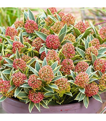 Skimmia Japonica White Globe - Arbuste Persistant à Fleurs Blanches Parfumées - Pour Jardin Ou Pot - Livré En Pot