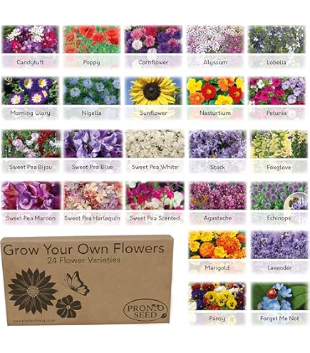 100 Pz Fresia Bulbi Sei Profuo Fiore Pianta Perenne Hoe Garden Decor 100 Pz Fresia Bulbi Sei Profuo Fiore Pianta Perenne Hoe Garden Decor