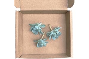 CLOUDS HILL SUCCULENTS Live Mexican Rose Plant (Echeveria elegans) Potted Indoors and Outdoors Succulent Plant (3X pups for Propagation)