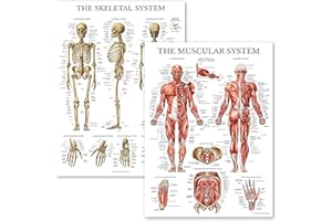 Palace Learning Muscular & Skeletal System Anatomical Poster Set - LAMINATED 2 Chart Set - Human Skeleton & Muscle Anatomy - (18" x 24")