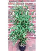 Gardeners Dream Fargesia Rufa - Winterharte Bambus Pflanze - Horstbildend &  Pflegeleicht - Bambus Sichtschutz Garten Pflanzen - Ideal als  Kbelpflanzen, Terrassen Pflanzen, Heckenpflanzen : Amazon.de: Garten