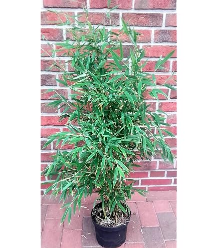 Bambus China Rohrgras Fargesia murielae Simba 40-60 cm hoch im 3 Liter  Pflanzcontainer : Amazon.de: Garten