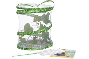 INSECT LORE Living Twig Stick Insect Kit sent with Eggs
