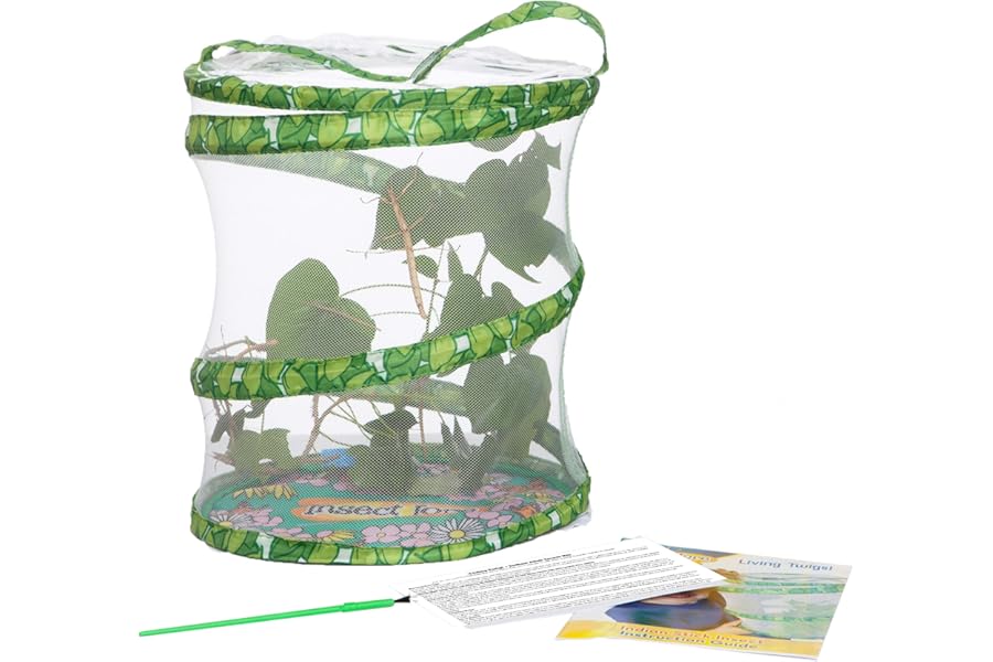 Living Twig Stick Insect Kit sent with Eggs