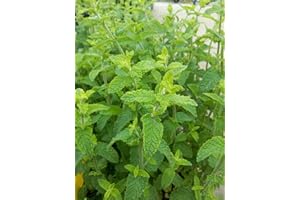 HORTIFLOR BUREAU Menthe Fraise - Mentha spicata X 'Fraise' (lot de 3 pieds)