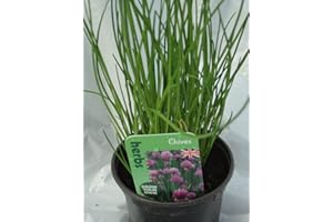 COUNTRY CLIMBERS & GARDEN FAVOURITES Chives herb Plant Bees Butterflies pollinators Plant 9cm Pot