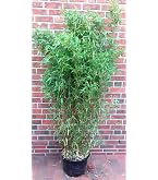 Gardeners Dream Fargesia Rufa - Winterharte Bambus Pflanze - Horstbildend &  Pflegeleicht - Bambus Sichtschutz Garten Pflanzen - Ideal als  Kbelpflanzen, Terrassen Pflanzen, Heckenpflanzen : Amazon.de: Garten
