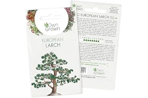 Grow Your Own Bonsai Trees: Premium Bonsai Seeds for European Larch – 5 European Larch Bonsai Seeds – Larix Decidua Bonsai Tree Seeds – Conifer Seeds to Grow Your own Plant Indoor, Seed by OwnGrown