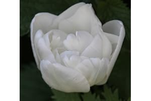 BLUMENHANDEL ULLRICH Gefüllte Tulpen Mount Tacoma Tulpenzwiebeln (20 Blumenzwiebeln)