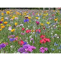 Blumenwiese mit 65 Wildkräuterarten, fünfjährige Bienenweide, insektenfreundliche Blühwiese, wilde mehrjährige…