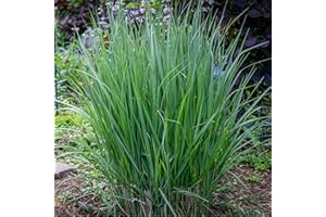 ONE CLICK PLANTS Panicum 'Northwind' Switchgrass, Panicum Virgatum, Ornamental Blue-Green Garden Grass, Upright Growth Habit 9cm