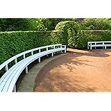 Müller Münchehof GmbH 10 Stück Hainbuche im Topf/Containter Größe 30 bis 50 cm