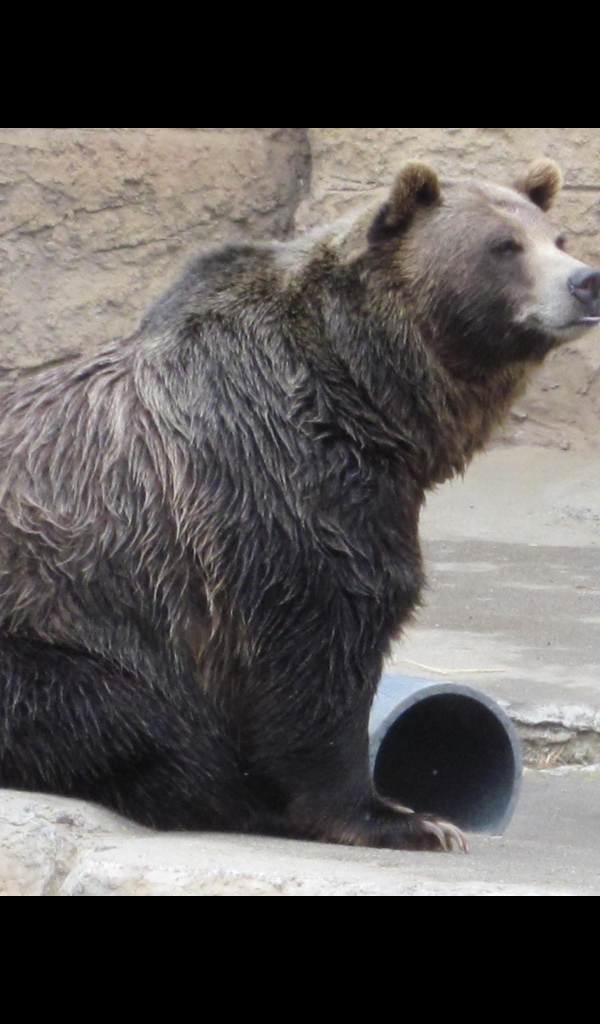 Grizzly Bear Wallpaper Hd Wallpapers Of Grizzly Bears Amazon Co Uk Appstore For Android