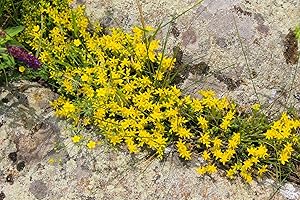 DIXIS SAMEN Mauerpfeffer, scharfer Sedum acre 500 Samen