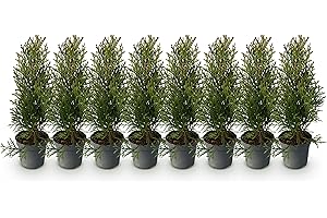 GREEN BOUTIQ GreenboutiQ - Plantes de haie - Thuja occidentalis Smaragd - feuillage vert - 8 plantes - 1 mètre linéaire - toujours vert - pot 9cm hauteur 30-35cm