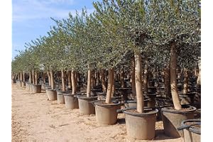 Olivträd Olea Europea 190 cm Vinterhärdigt - Tåligt Olivträd för Trädgård & Balkong, Krukodling - Blomning & Skötsel