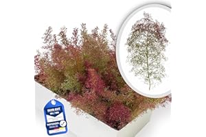 ‎MODELLBAUWERK Handverlesenes Seemoos oder Meerschaum, Premium-Größe 35 x 25 x 15 cm | Voluminöse Bäume für Fast alle Maßstäbe | Hochwertige Form & Qualität | Modellbau, Architektur, Eisenbahn, Landschaft, sea Moss